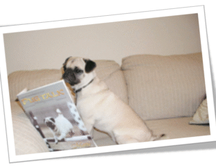 A pug sitting on a beige couch looking sideways.
