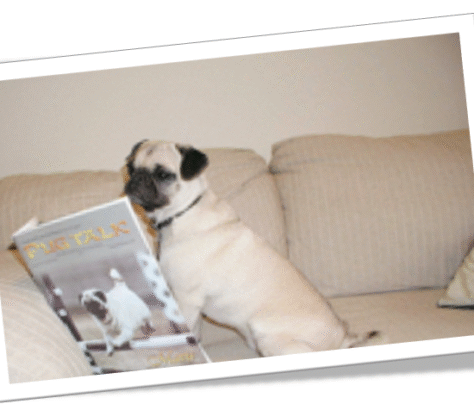 A pug sitting on a beige couch looking sideways.