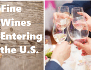 Group toasting with glasses of wine at a social gathering.