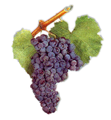 bmo-bulgaria-wine-grapes