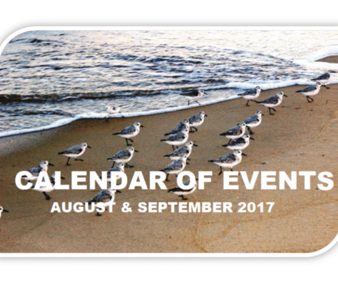 Seagulls lined up on a beach with event calendar text overlay.