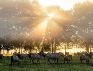 A herd of zebras walking in a sunlit forest clearing.