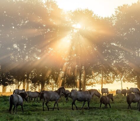 A herd of zebras walking in a sunlit forest clearing.