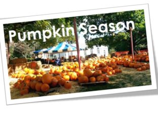 Pumpkin patch under a blue and white tent with 'Pumpkin Season' sign.