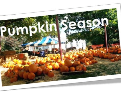 Pumpkin patch under a blue and white tent with 'Pumpkin Season' sign.