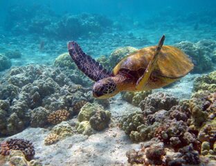 Scuba diving picture of a turtle