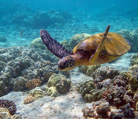 Scuba diving picture of a turtle