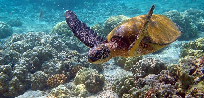 Scuba diving picture of a turtle