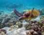 Scuba diving picture of a turtle