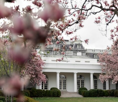 White house framed by pink cherry blossoms in spring.