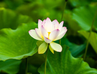 A delicate lotus flower blooming among green leaves.