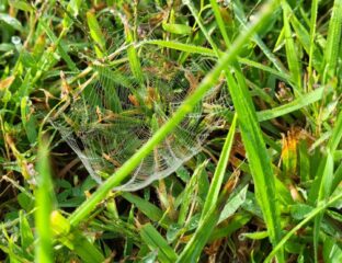 A spider resting on green grass surrounded by plants.
