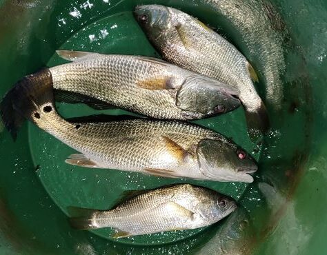 Freshly caught fish in a green bucket.