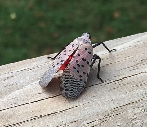 A spotted lanternfly resting on a wooden surface.